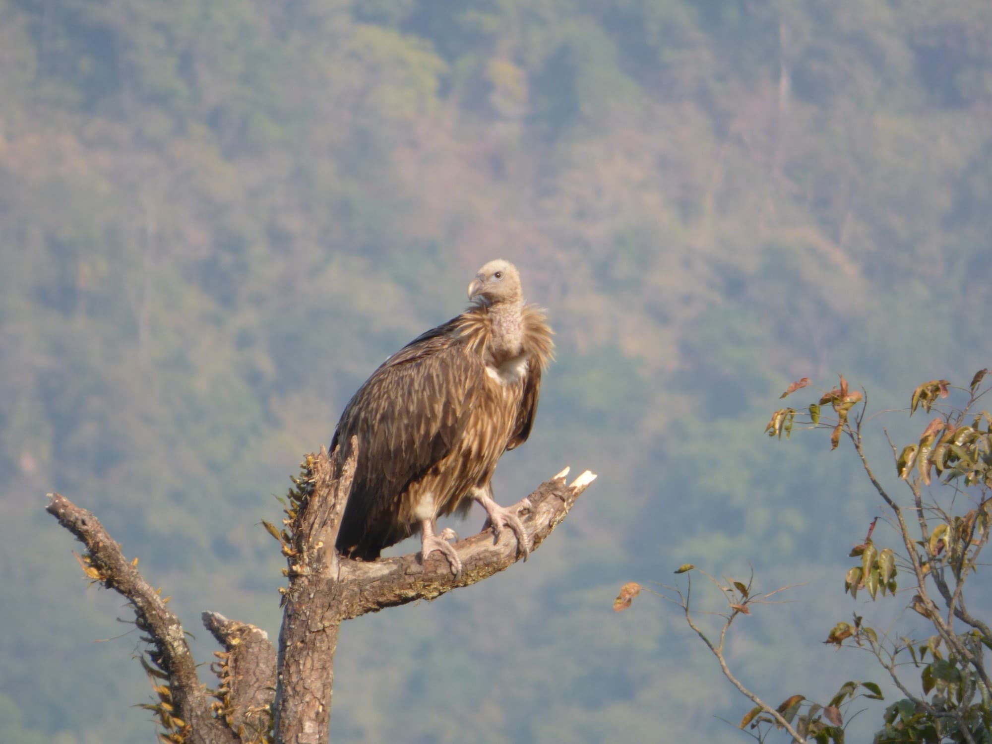 A Himalayan bird in the forest above the Baspa valley