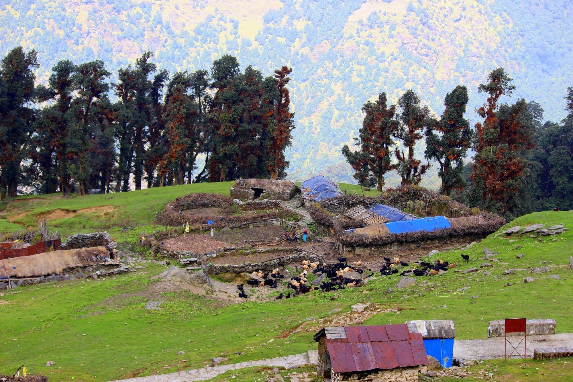 High meadow trek