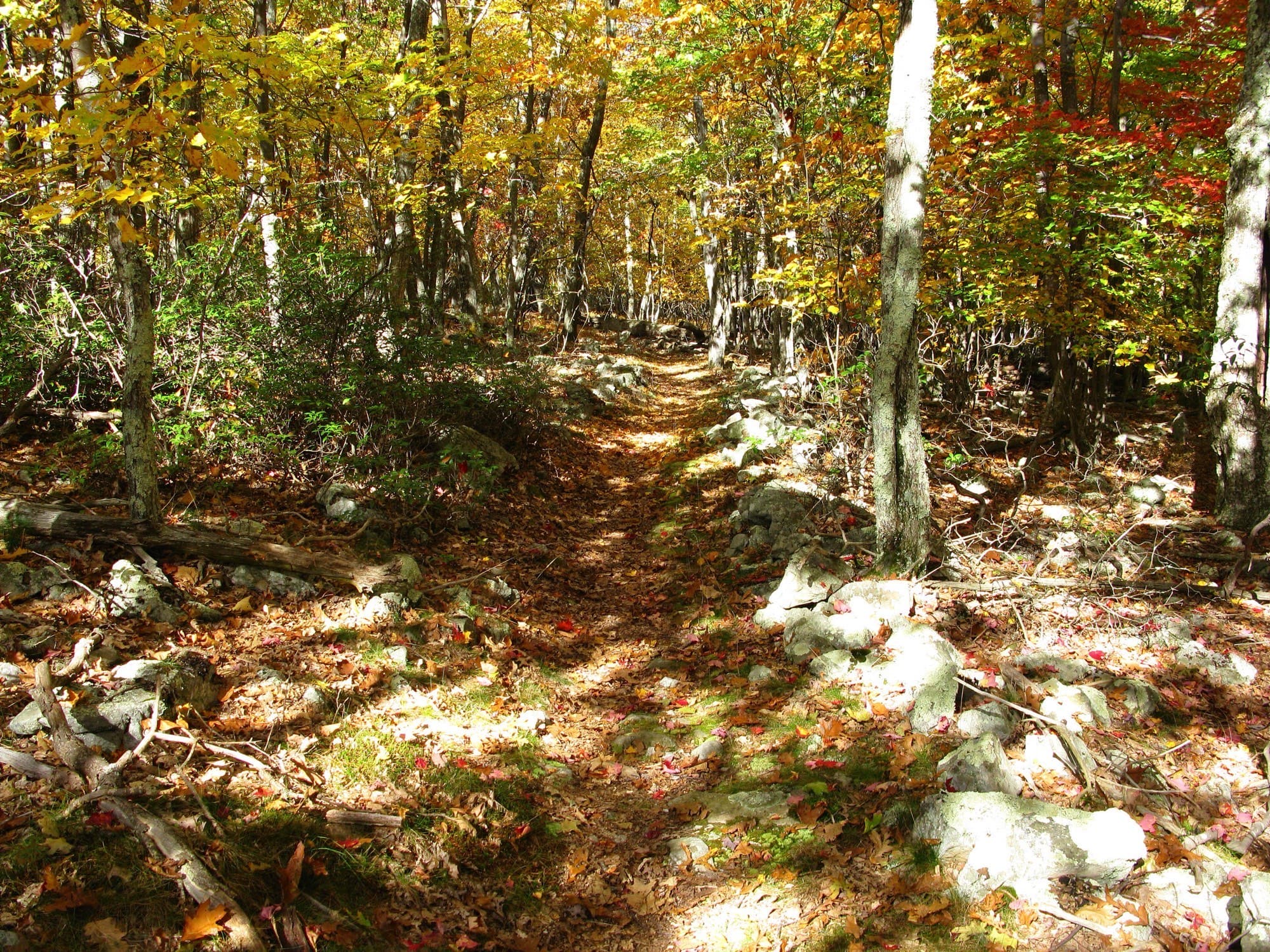 A forest nature trail through deodar near Rakchham